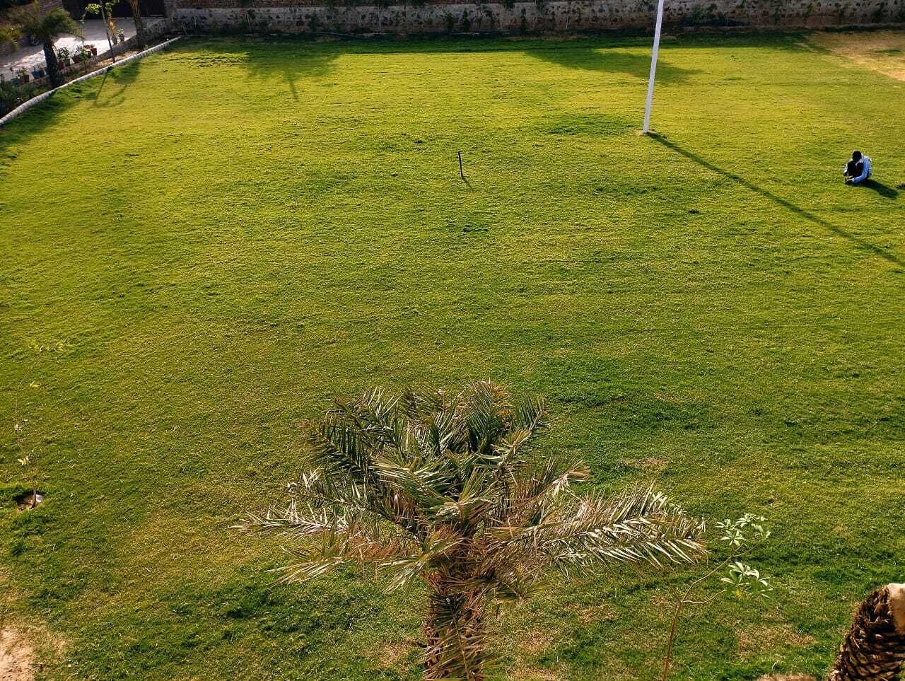 A well-maintained grassy area with a small palm tree and a white pole, likely part of a sports field or park.