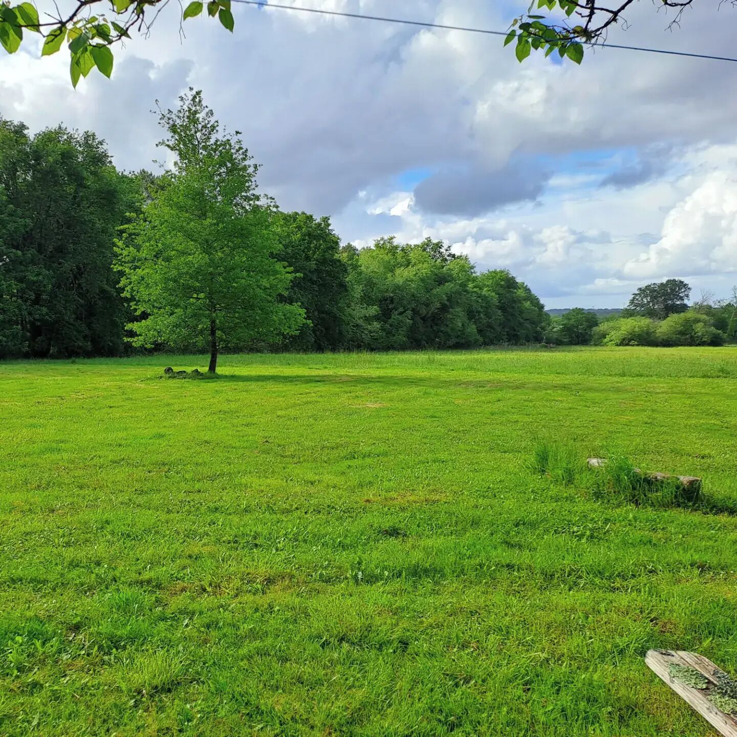 A grassy field with a single tree and dense foliage in the background.