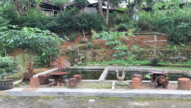 Een tuin met een vijver, omringd door diverse planten en bomen.