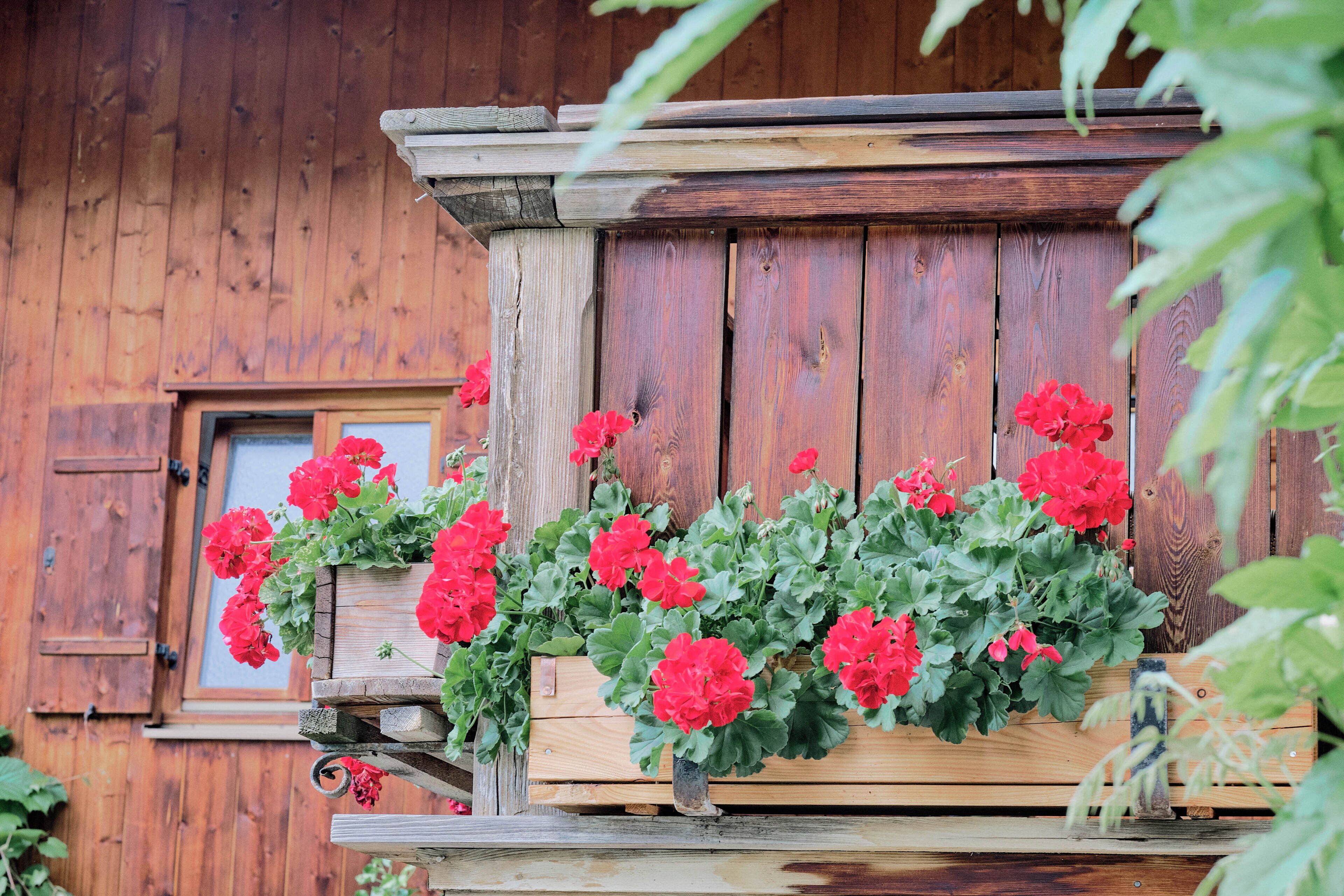 A wooden planter with red flowers against a wooden wall.