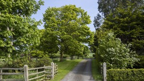 Une route de campagne bordée de clôtures en bois et d’une végétation luxuriante.