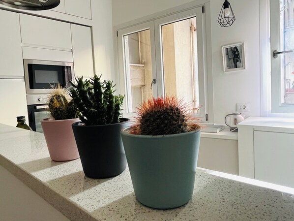 A kitchen with white cabinets, a microwave, and a window with curtains. There are three potted cacti on the counter.