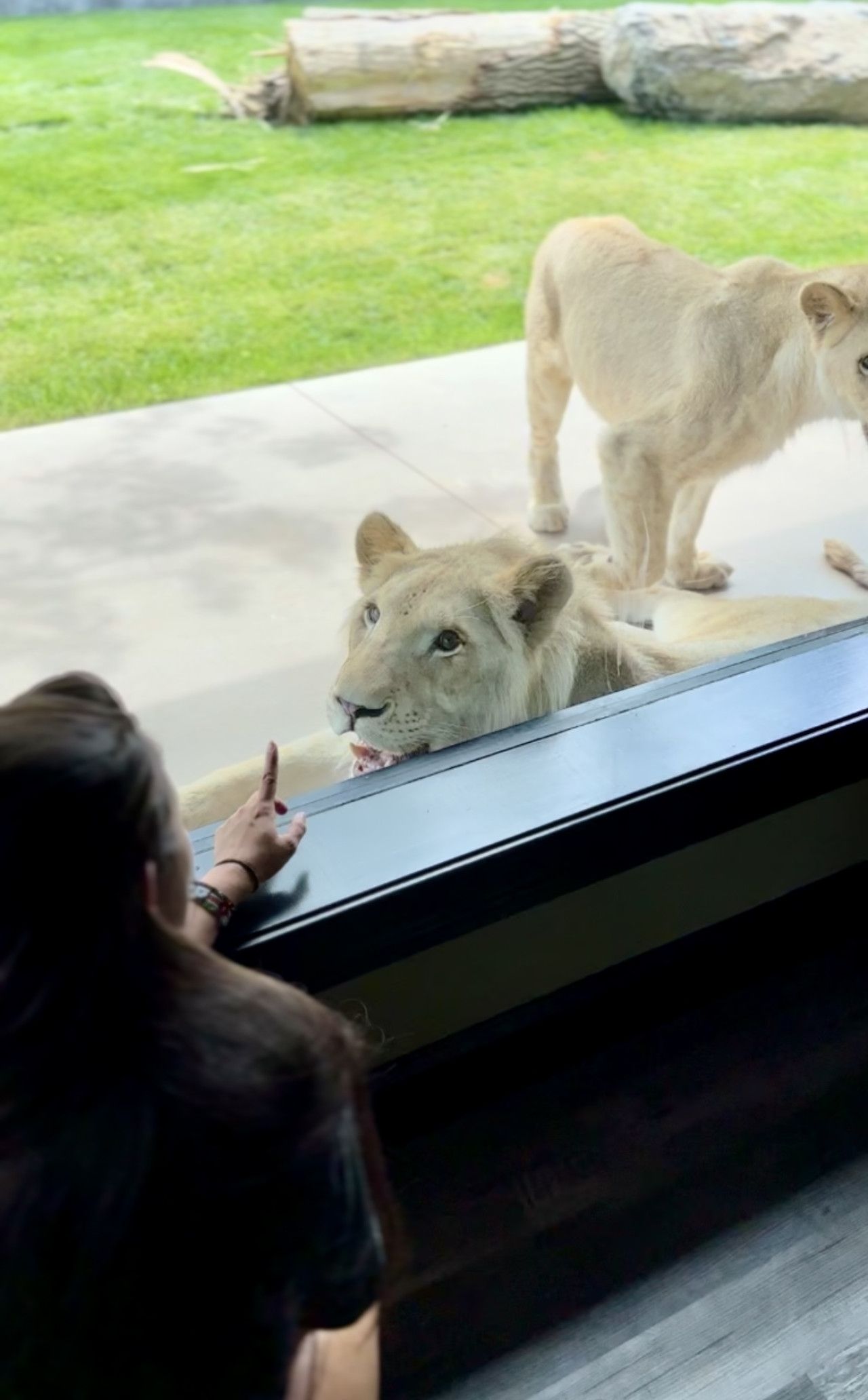 Une lionne allongée, et une personne qui la désigne du doigt à travers une barrière de verre.