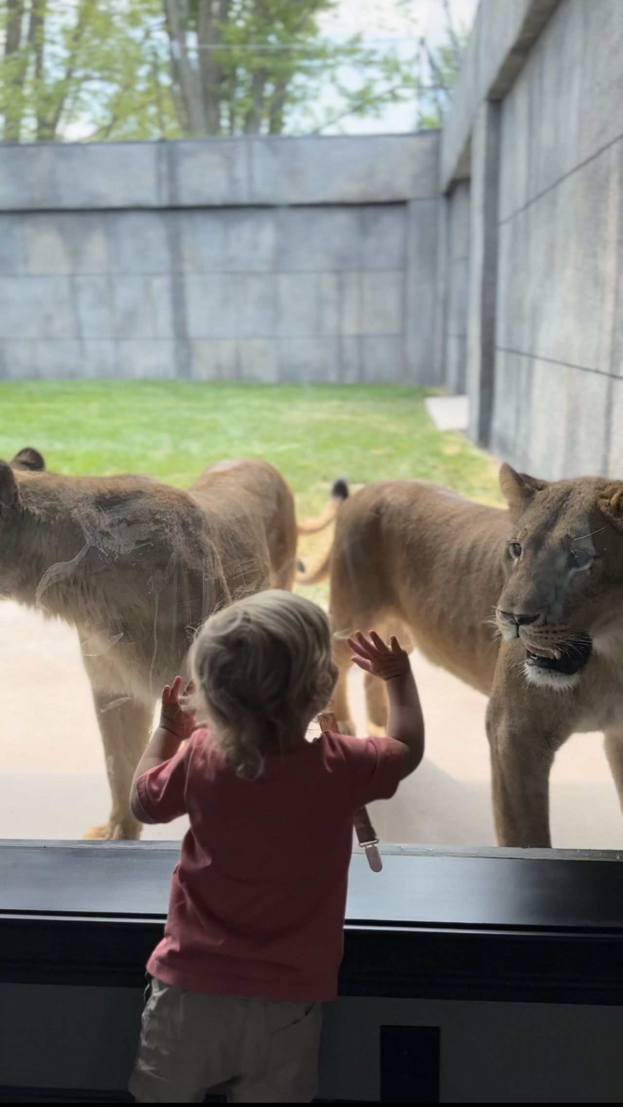 A child observing lions through a glass barrier at a zoo.