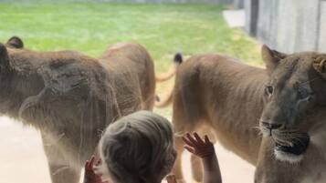 A child observing lions through a glass barrier at a zoo.