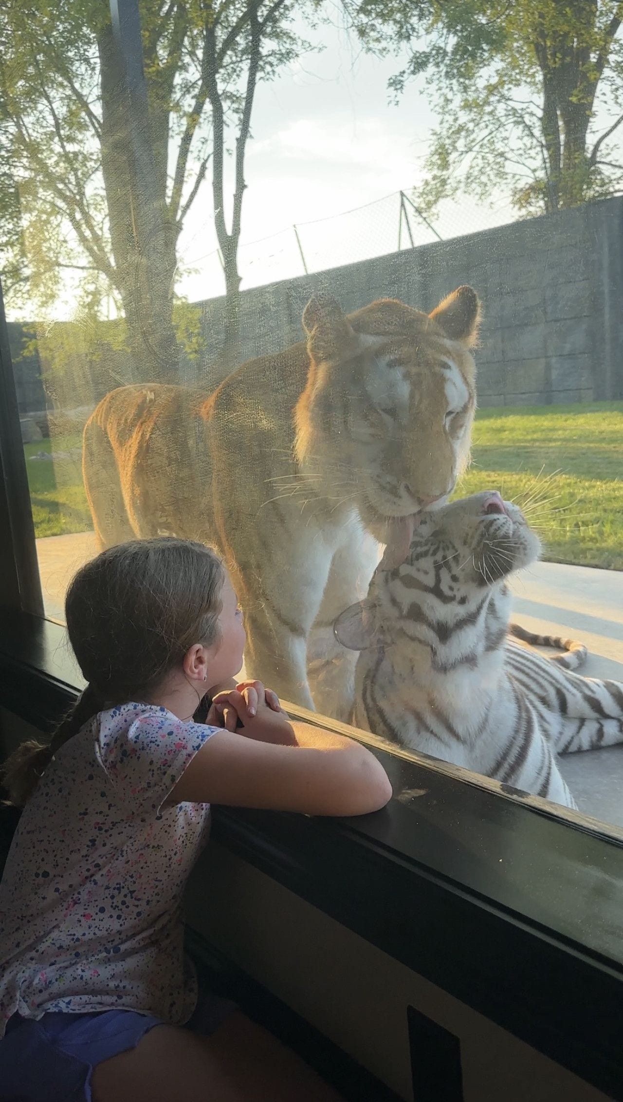 Un enfant observe un tigre à travers une vitre.