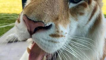 Um close-up do rosto de um gato, com nariz e boca visíveis.