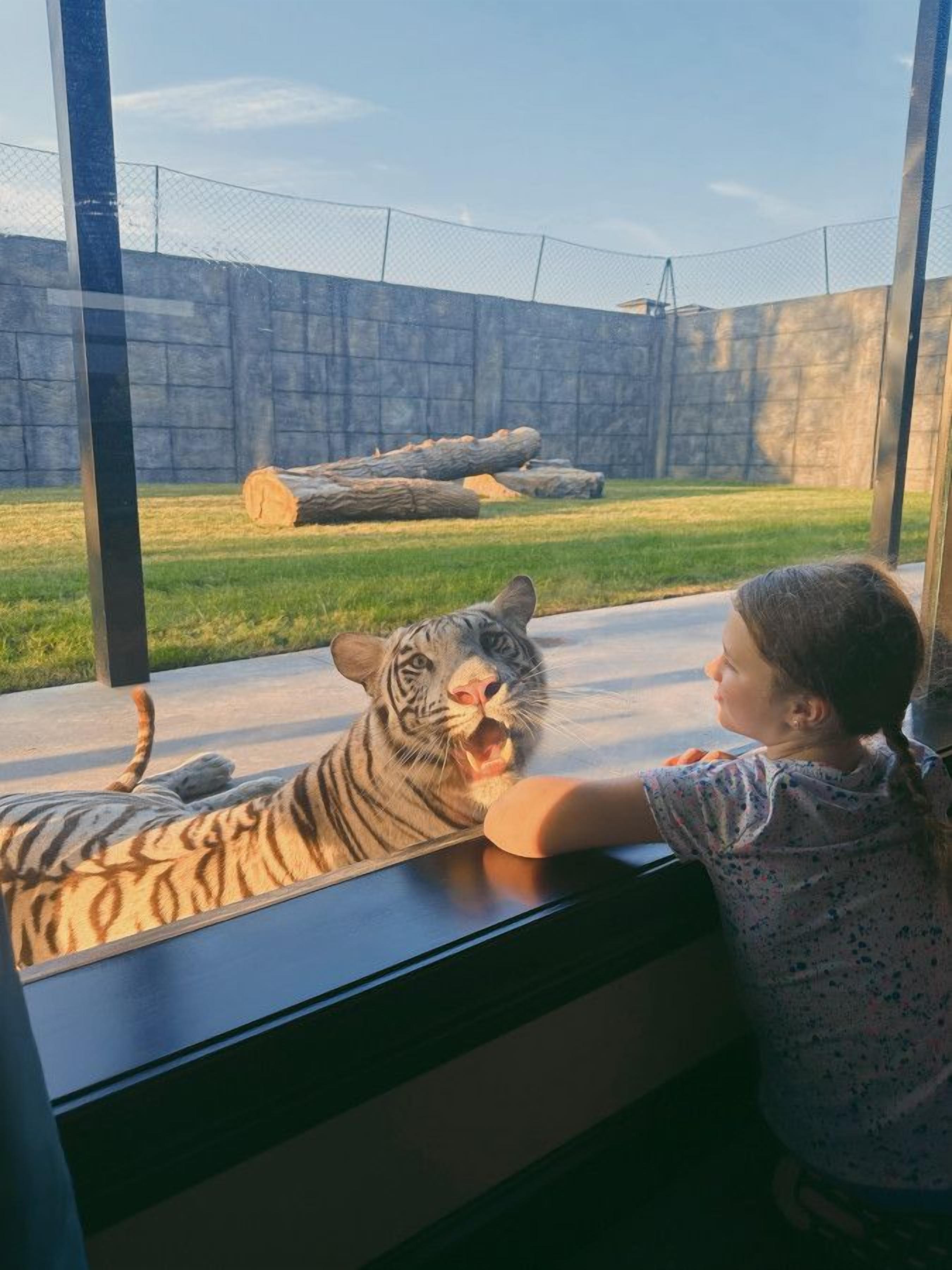 Un enfant, appuyé sur le rebord d’une fenêtre, observe un enclos abritant des tigres, avec une zone herbeuse et une grande bûche en arrière-plan.