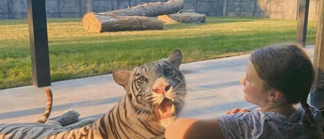 Un niño apoyado en el alféizar de una ventana, mirando un recinto de tigres con un área de césped y un tronco grande al fondo.