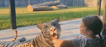 Big Cat Bungalows at The Haven - Tiger 3