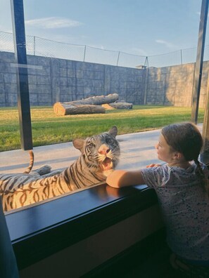 Property grounds - Big Cat Bungalows at The Haven - Tiger 3 (Chittenango)
