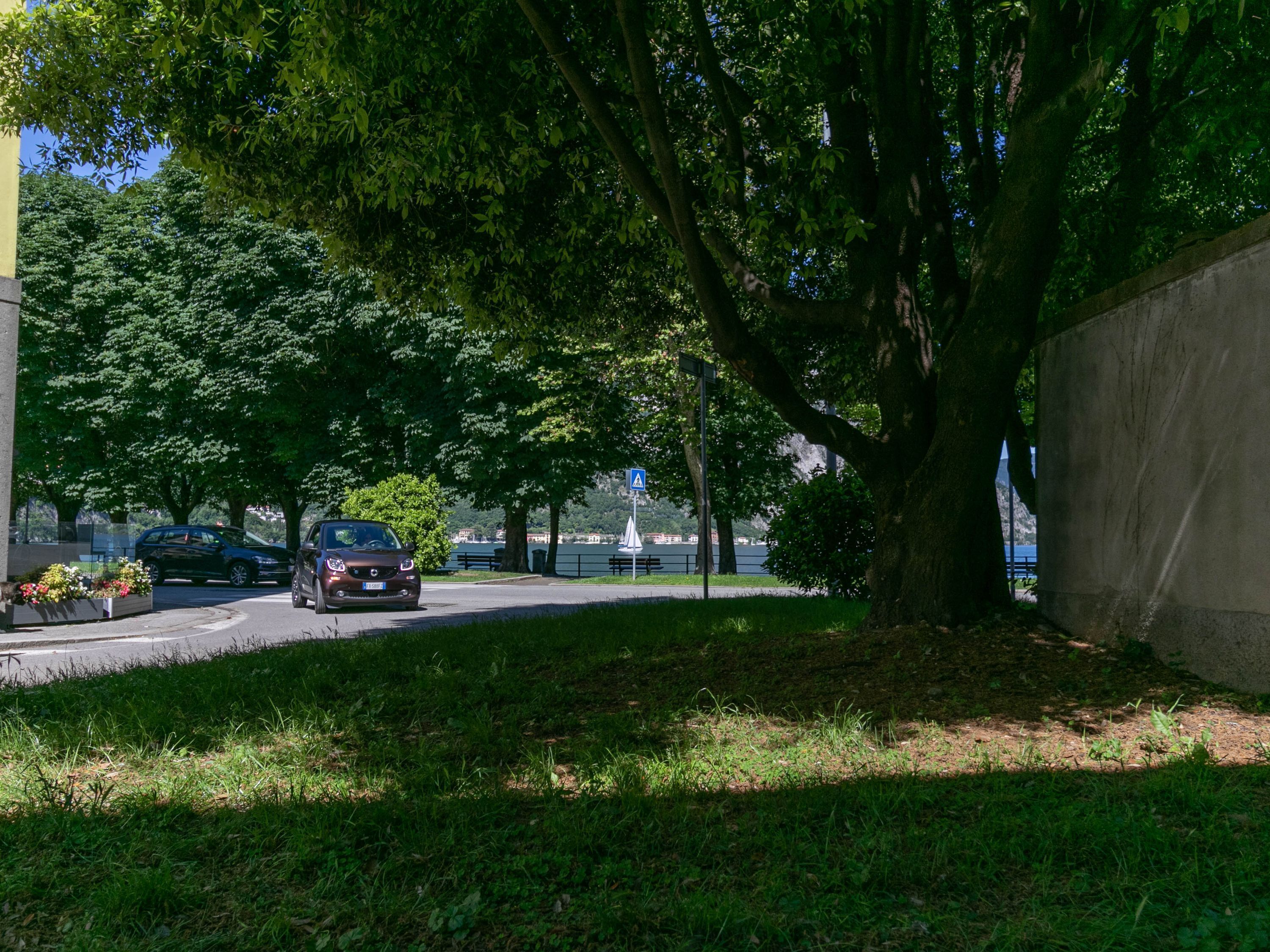 A parking area with cars and a large tree in the foreground.