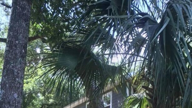 A wooden staircase leading to a house with a deck, surrounded by trees and a lawn. - Charming waterfront barndominium on the beautiful spring-fed Chipola River. (Altha)