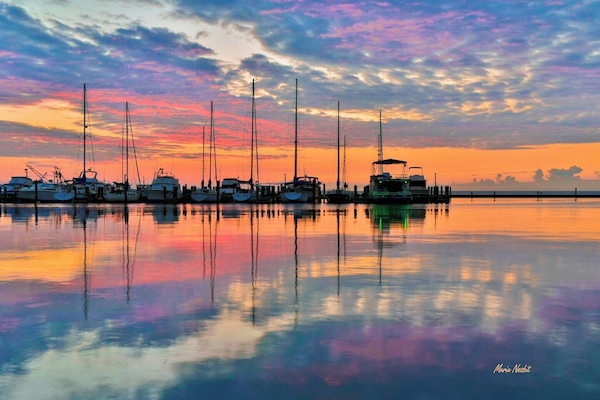 Cruise the bay! Glimpse dolphins and birds galore