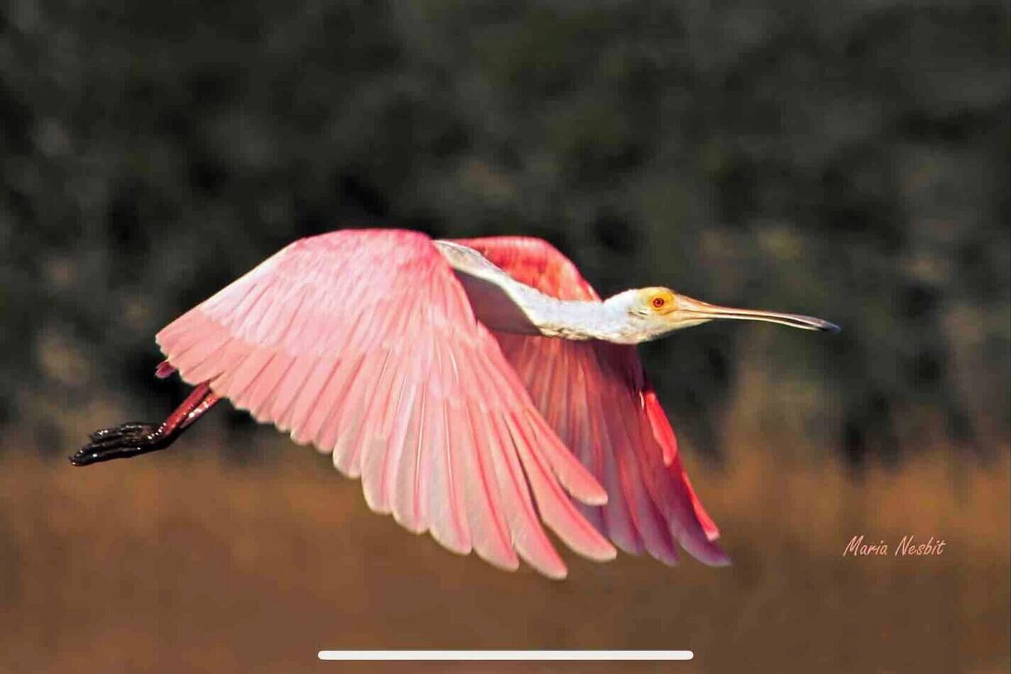 A bird in flight with pink and white plumage.