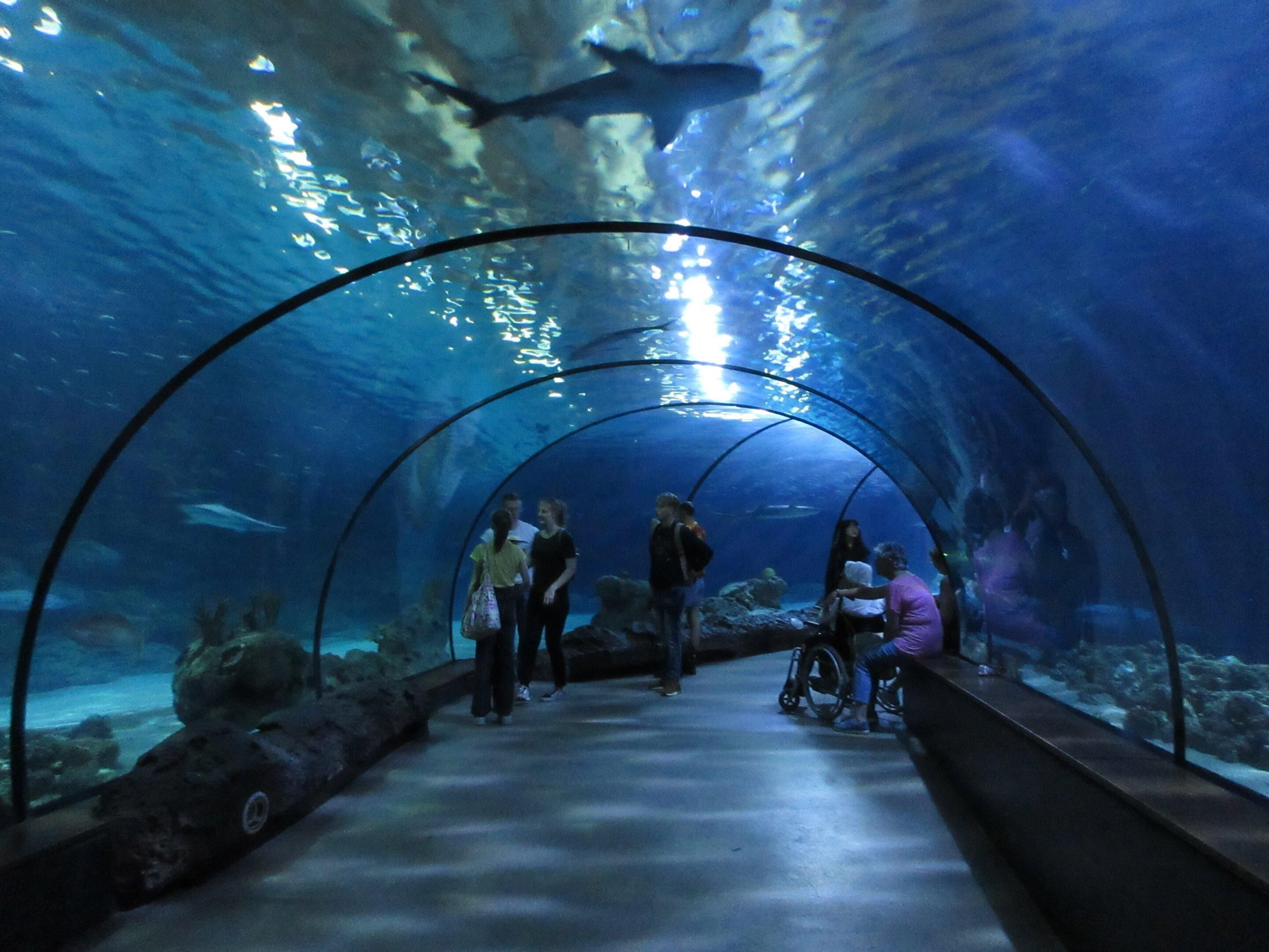 An underwater tunnel with visitors, clear water, and marine life.