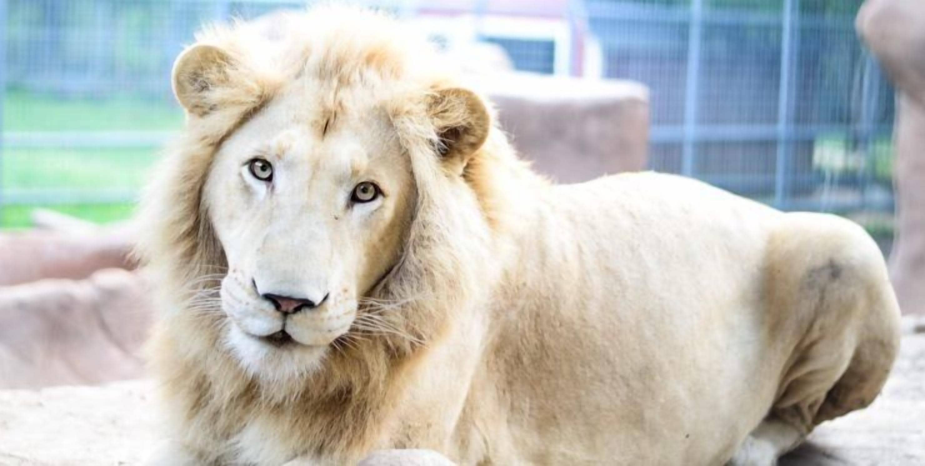 Un león descansando en un recinto de un zoológico.