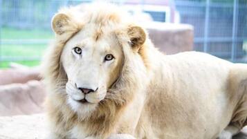 Un león descansando en un recinto de un zoológico.
