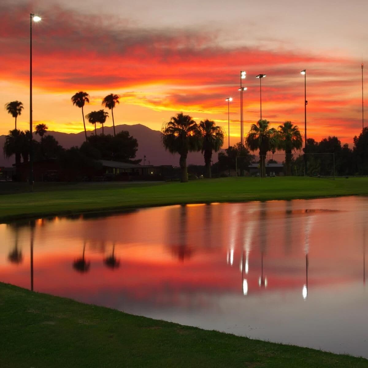 A calm water body reflecting a sunset with palm trees and street lamps.