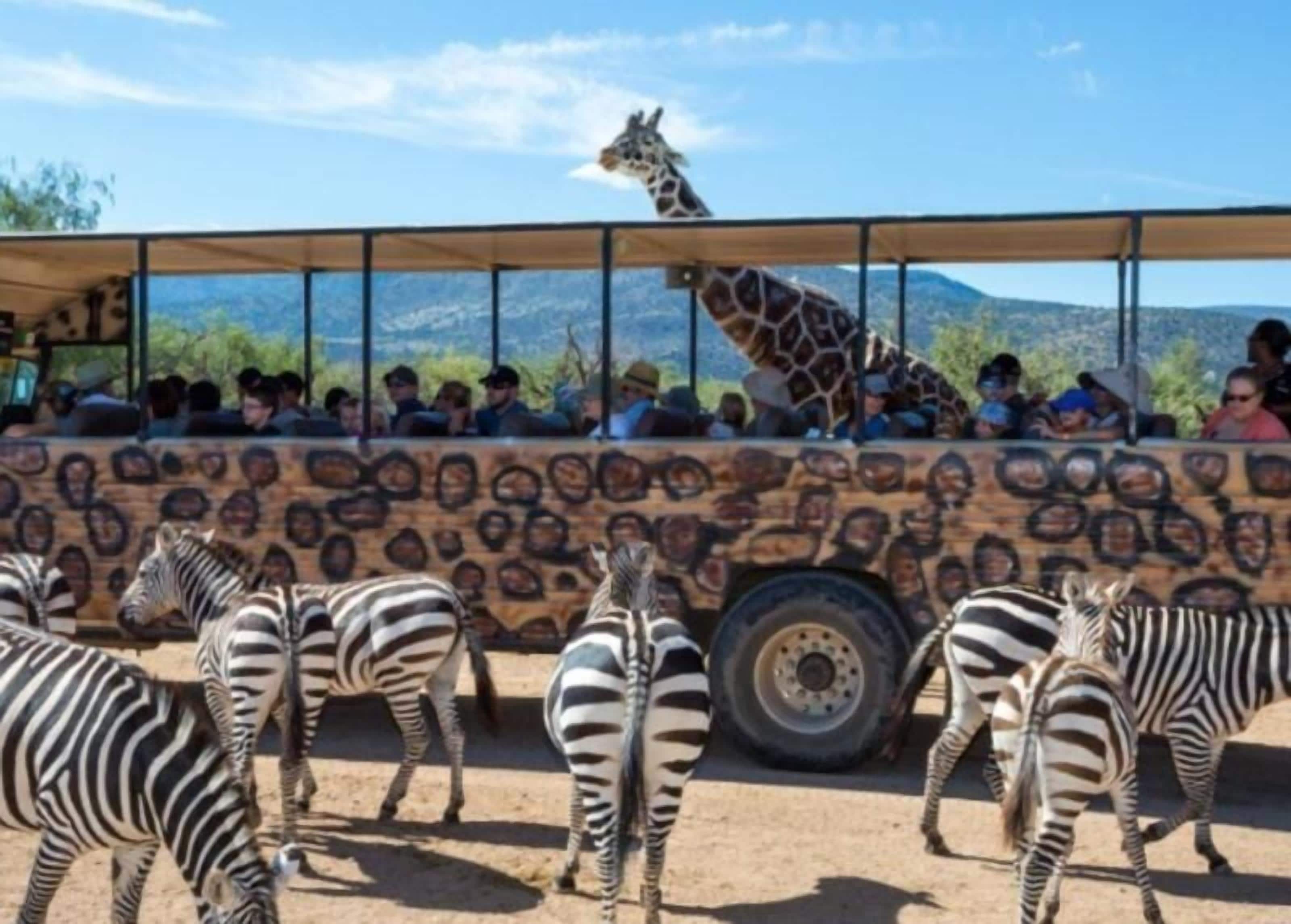 A safari bus with passengers observing giraffes and zebras.