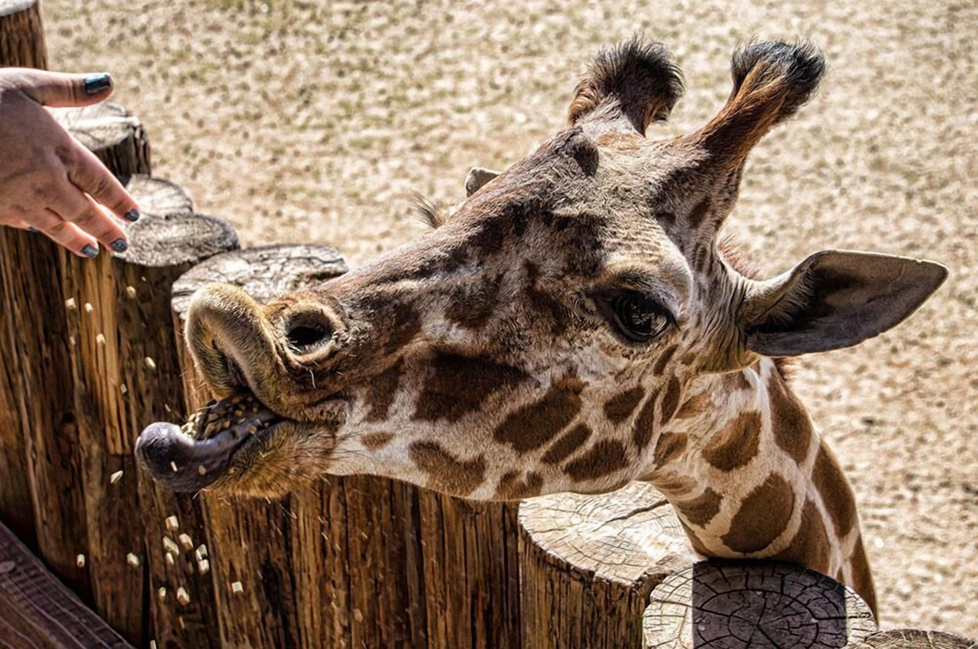 A giraffe with a human hand feeding it.