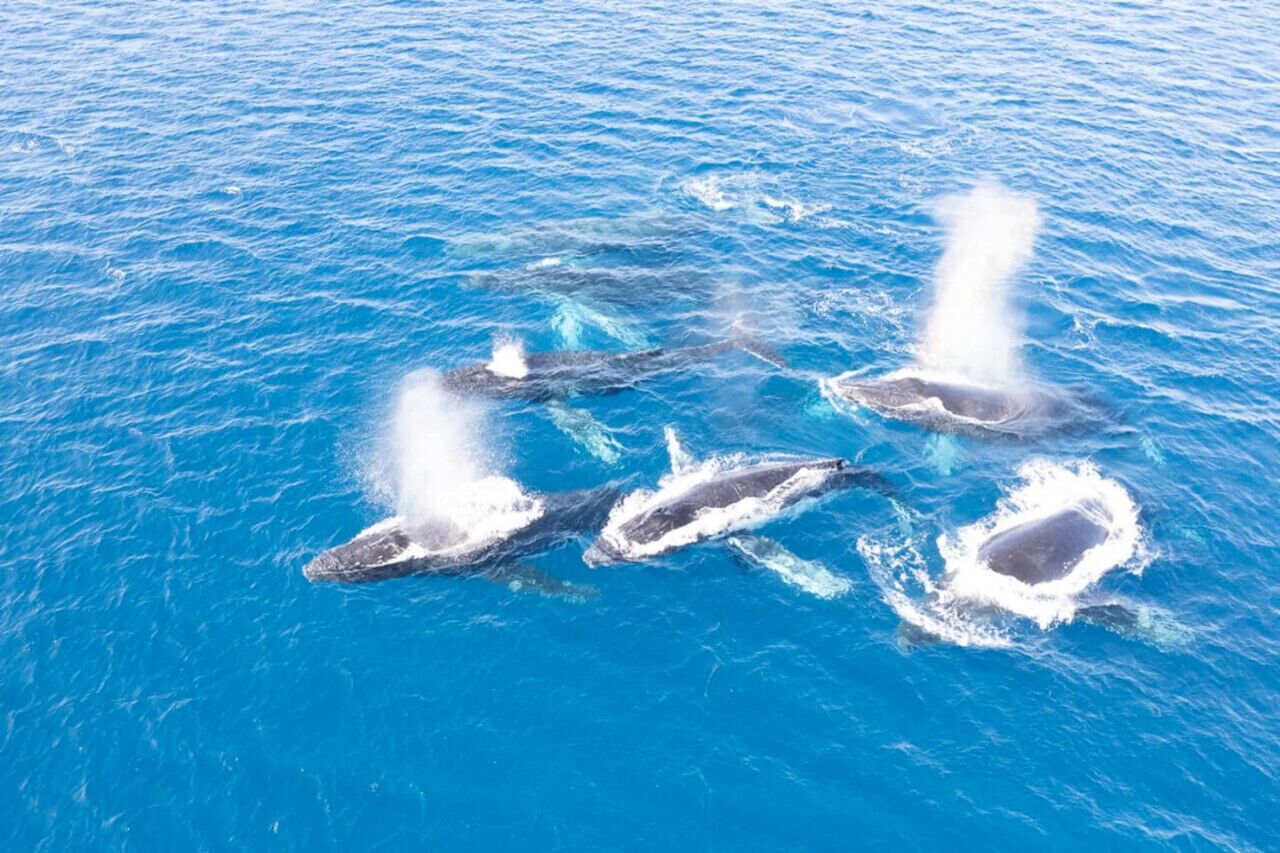 A group of whales breaching in the ocean.