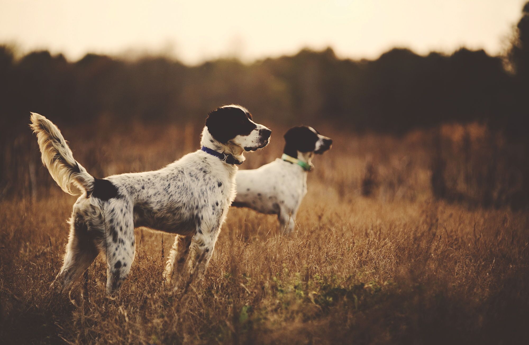 Two dogs standing in a field.