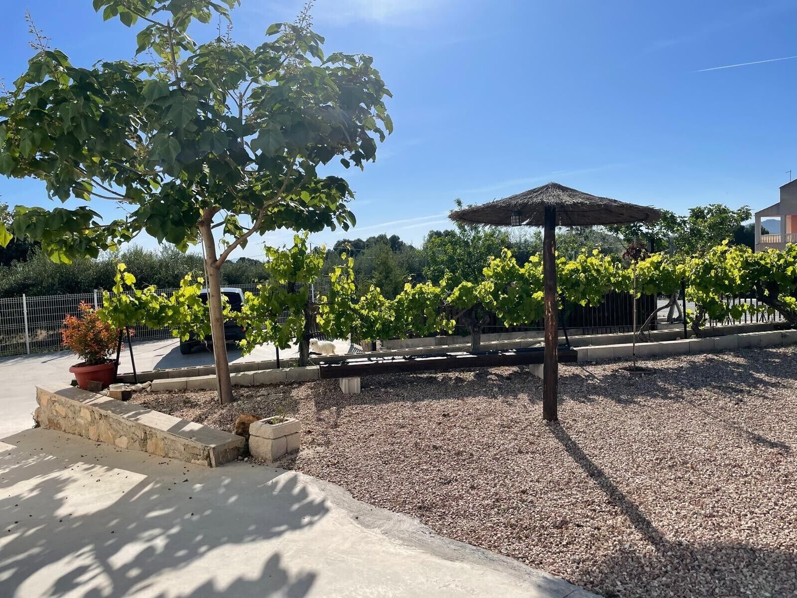 A vineyard with grapevines, a pergola, and a clear sky.