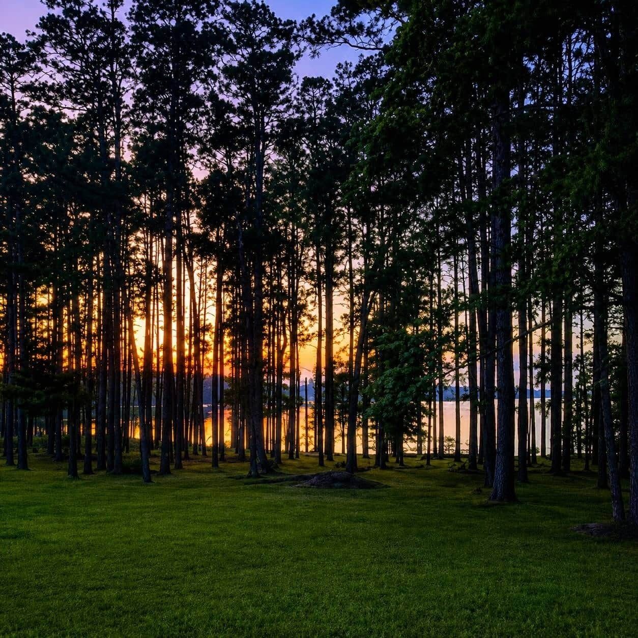 A forest with tall trees and a body of water in the background.