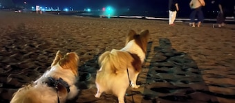 5 minutes walk to the sea Private house on the hill Pets allowed WiFi BBQ - hideout / Isumigun Chiba