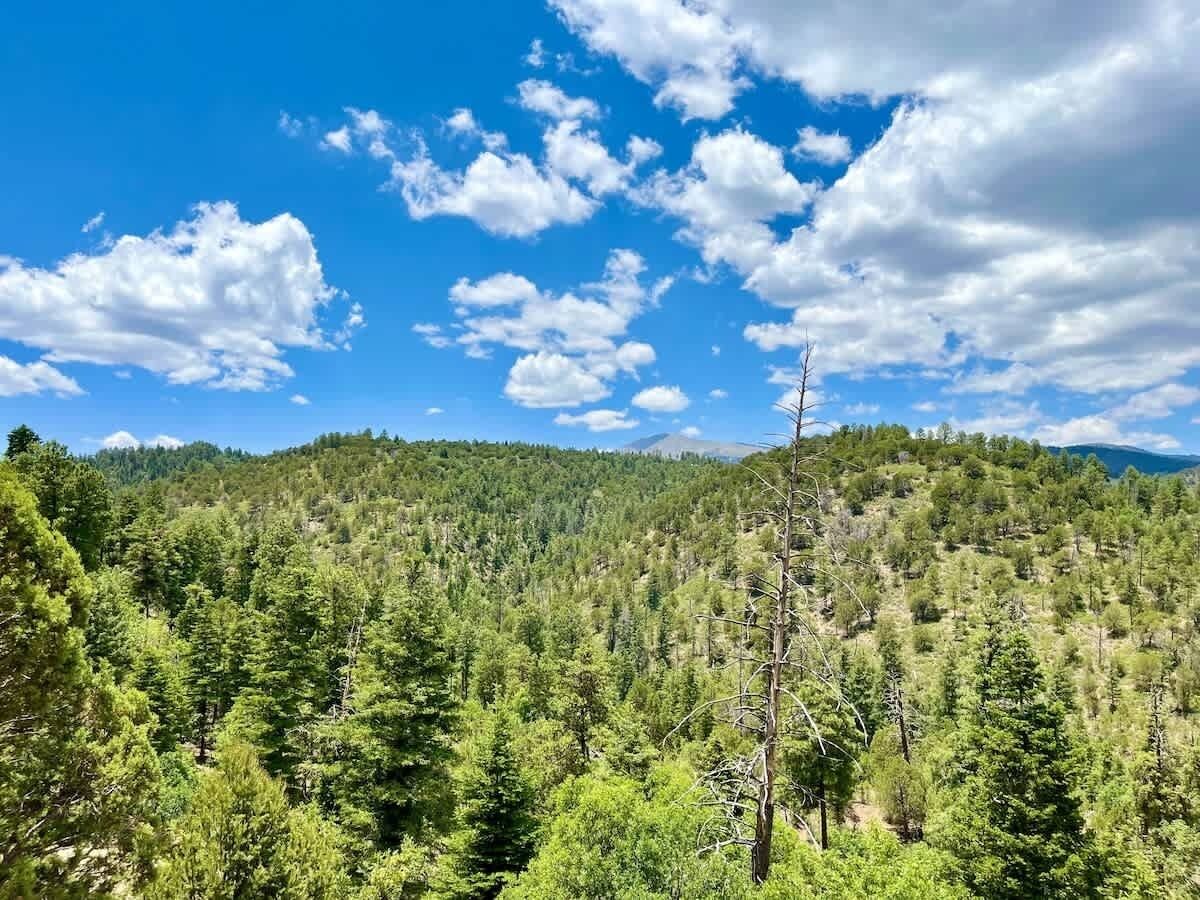 A forested landscape with a clear sky.