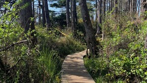 Uma passarela de madeira serpenteia por uma floresta com árvores altas e vegetação densa.