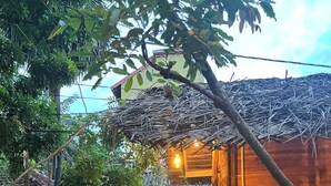 A rustic wooden structure with a thatched roof, surrounded by bamboo walls and a mural. - Cactus Arugambay (Arugam Bay)