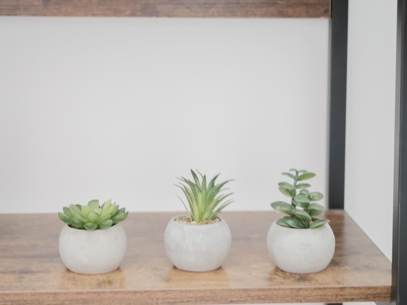 Three potted plants on a wooden shelf.