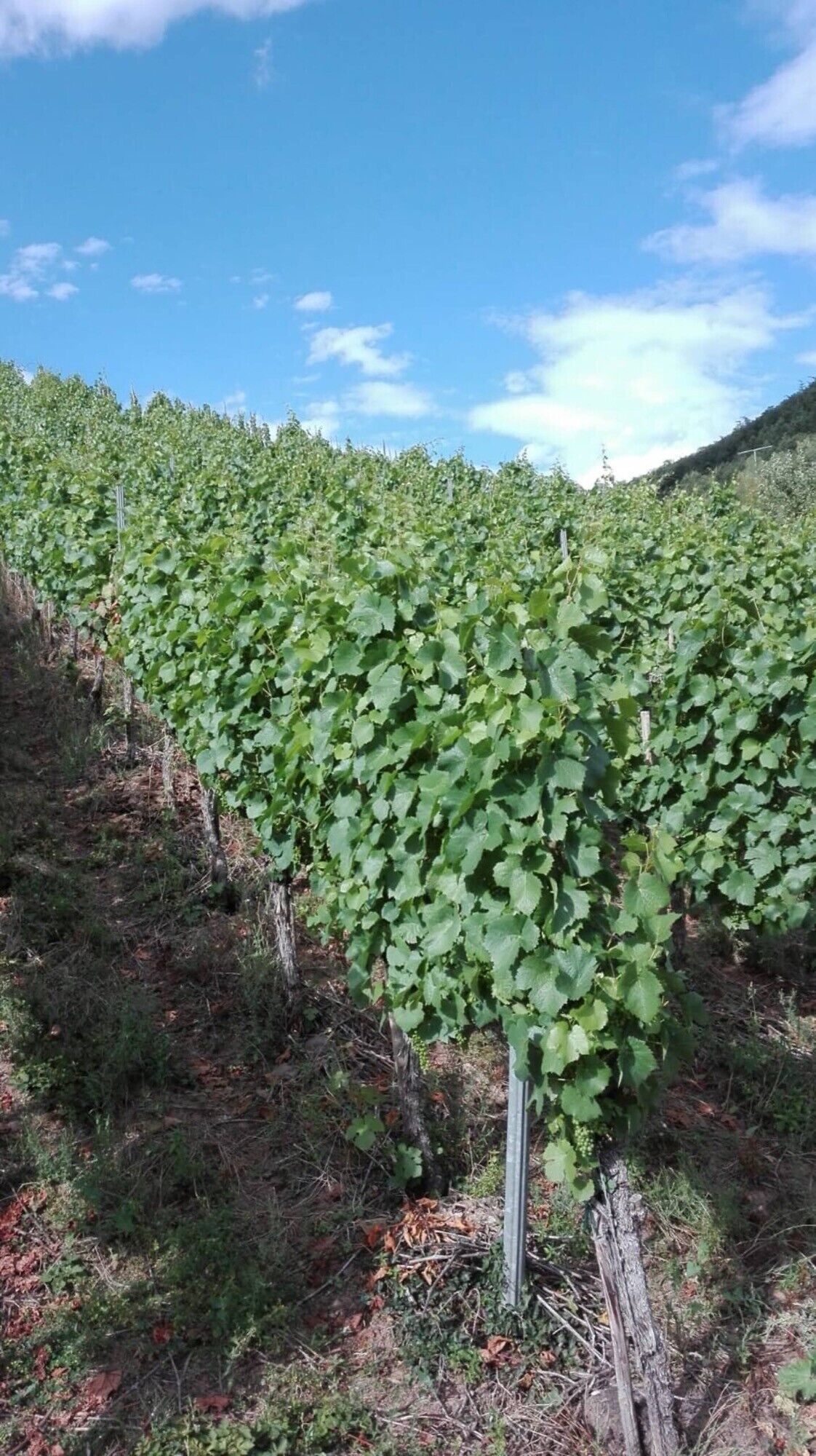 Un viñedo con filas de vid.