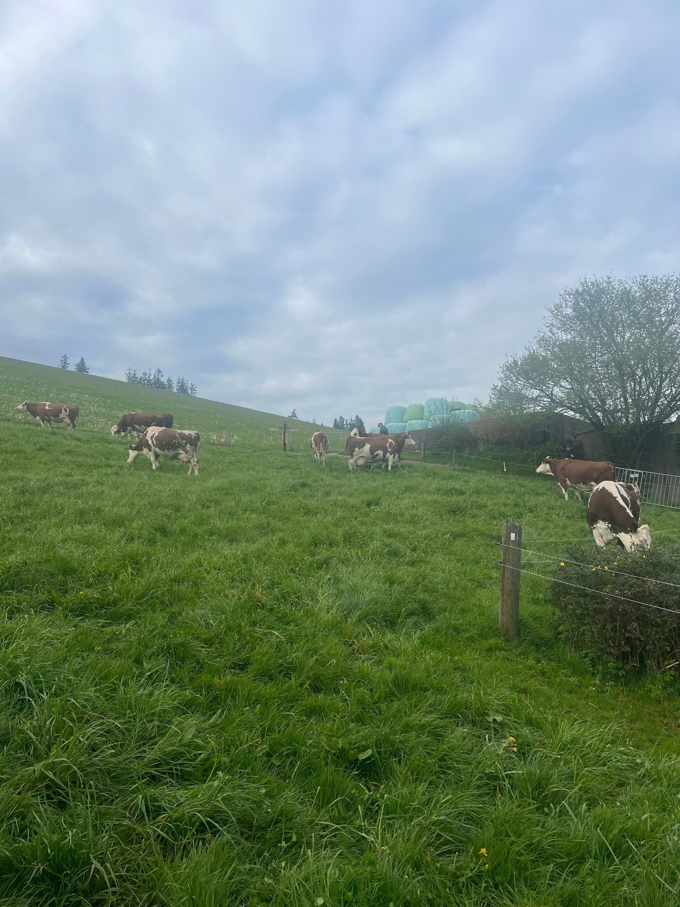 Un campo cubierto de hierba con vacas pastando, una cerca y un árbol.