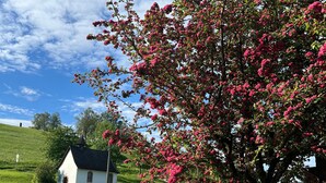 A rural landscape with a white church, a tree with pink flowers, and a small pond. - Apartment 'Bergpanorama' with Mountain View, Shared Terrace and Wi-Fi (Triberg im Schwarzwald)