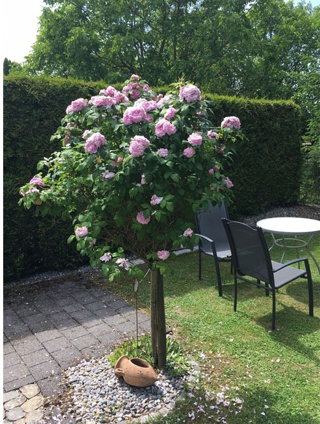 A garden with a flowering tree, a table, chairs, and a hedge.