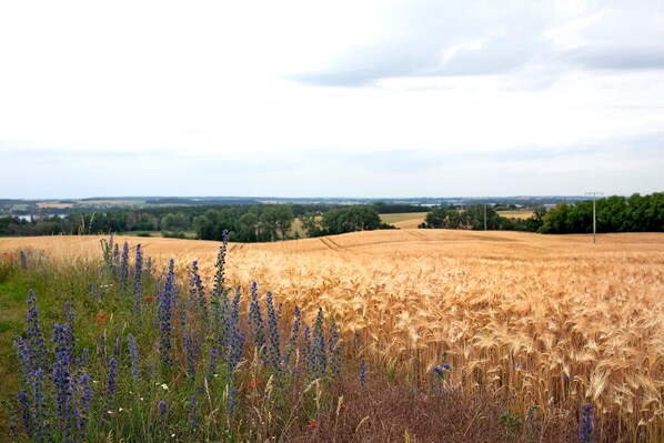 A wheat field with purple flowers in the foreground.