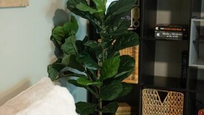 Un salon avec un canapé beige, un coussin blanc et moelleux, une grande plante verte, une bibliothèque noire contenant divers objets et un panier en osier.