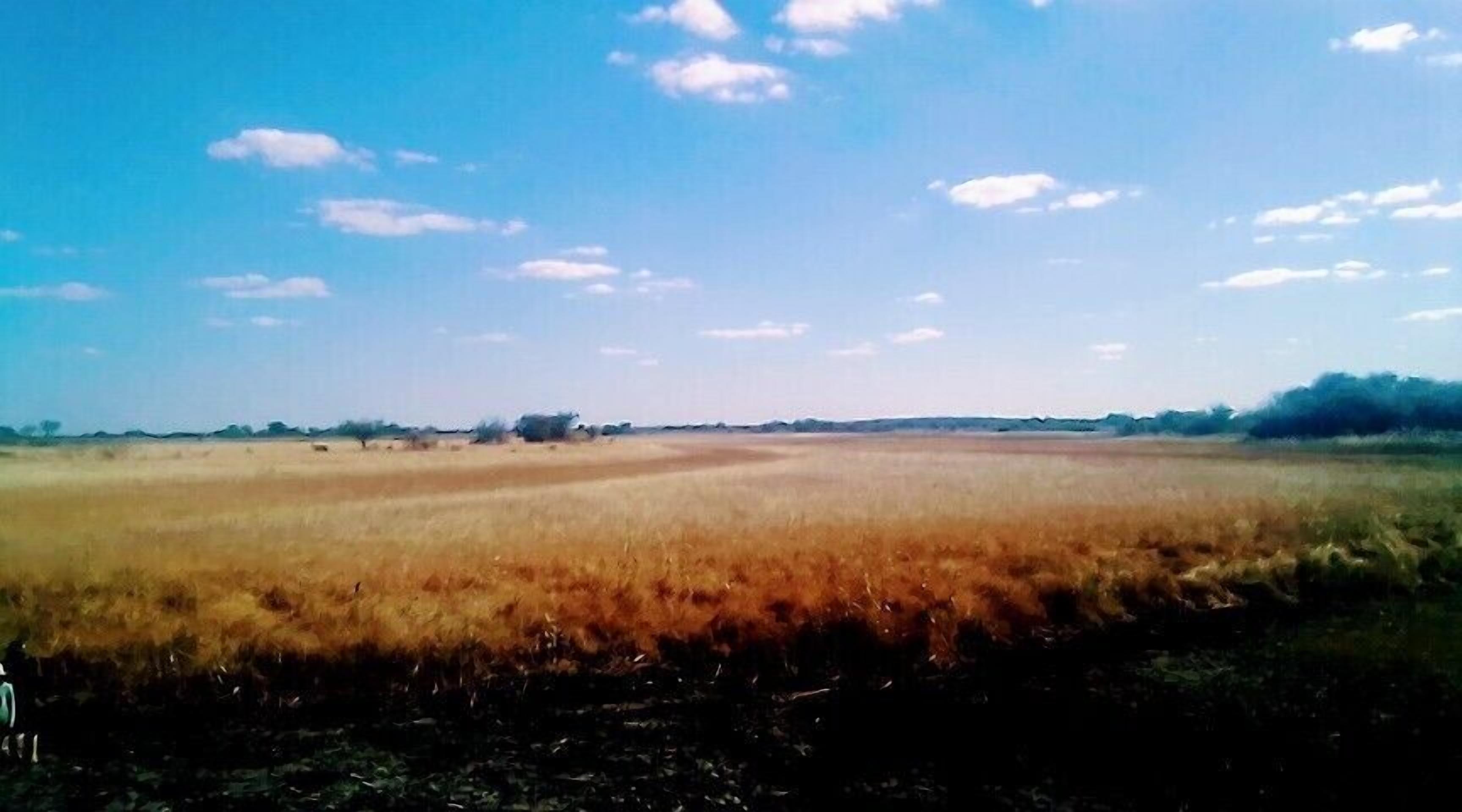 Un'ampia distesa erbosa con cielo sereno e qualche nuvola sparsa.