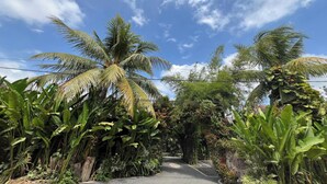 A pathway flanked by lush tropical vegetation, including palm trees and various plants, leading towards a building. - OYO 94014 The Sanya Homestay (Mengwi)