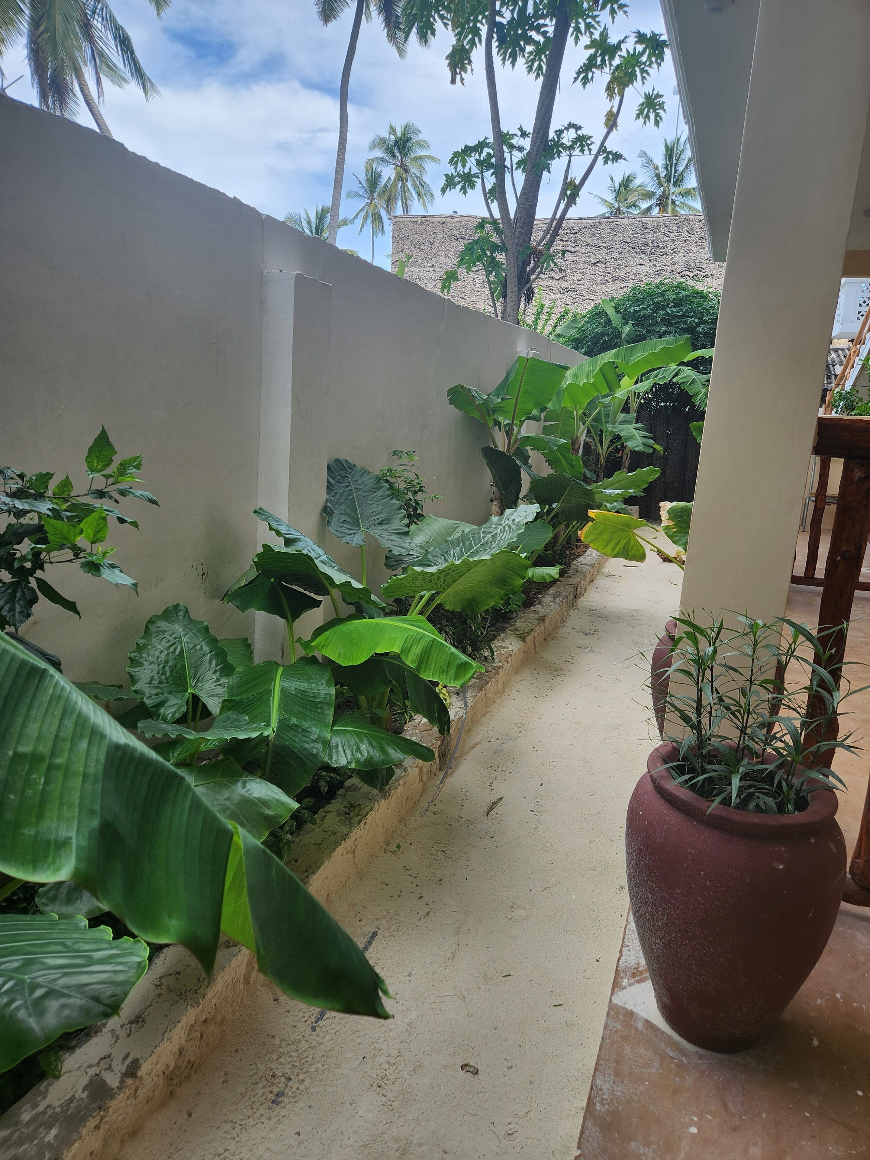 Un sendero de concreto estrecho bordeado por plantas verdes y una pared color beige.