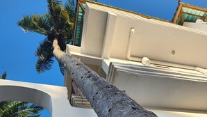 Eine Palme, die von einem Balkon eines Gebäudes herabhängt, mit blauem Himmel im Hintergrund.