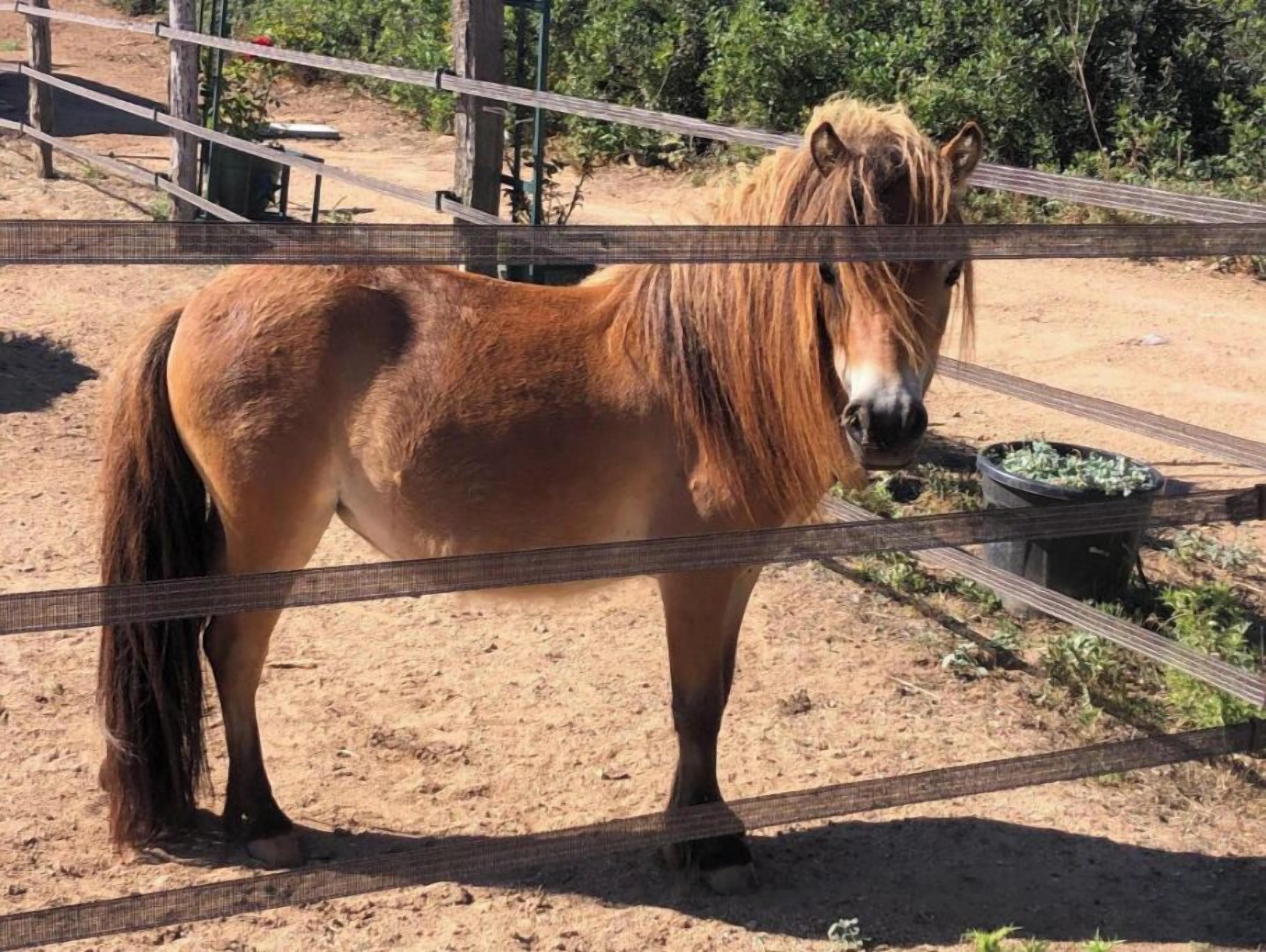 Un cheval se tient dans un enclos délimité par une clôture, avec un sol en terre et quelques plantes vertes en arrière-plan.
