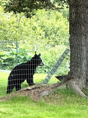 Àrea exterior de l'allotjament