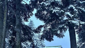 A cabin with a green roof, surrounded by snow-covered trees and a dirt path leading to it. - Paradise Suites in Homer Alaska, an entire house w/a hot tub (Homer)