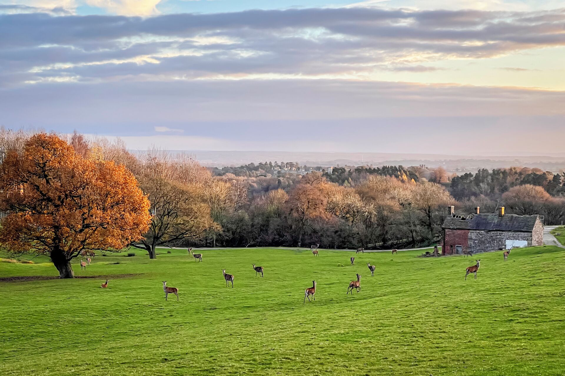 A green field with deer and a tree with autumn leaves.