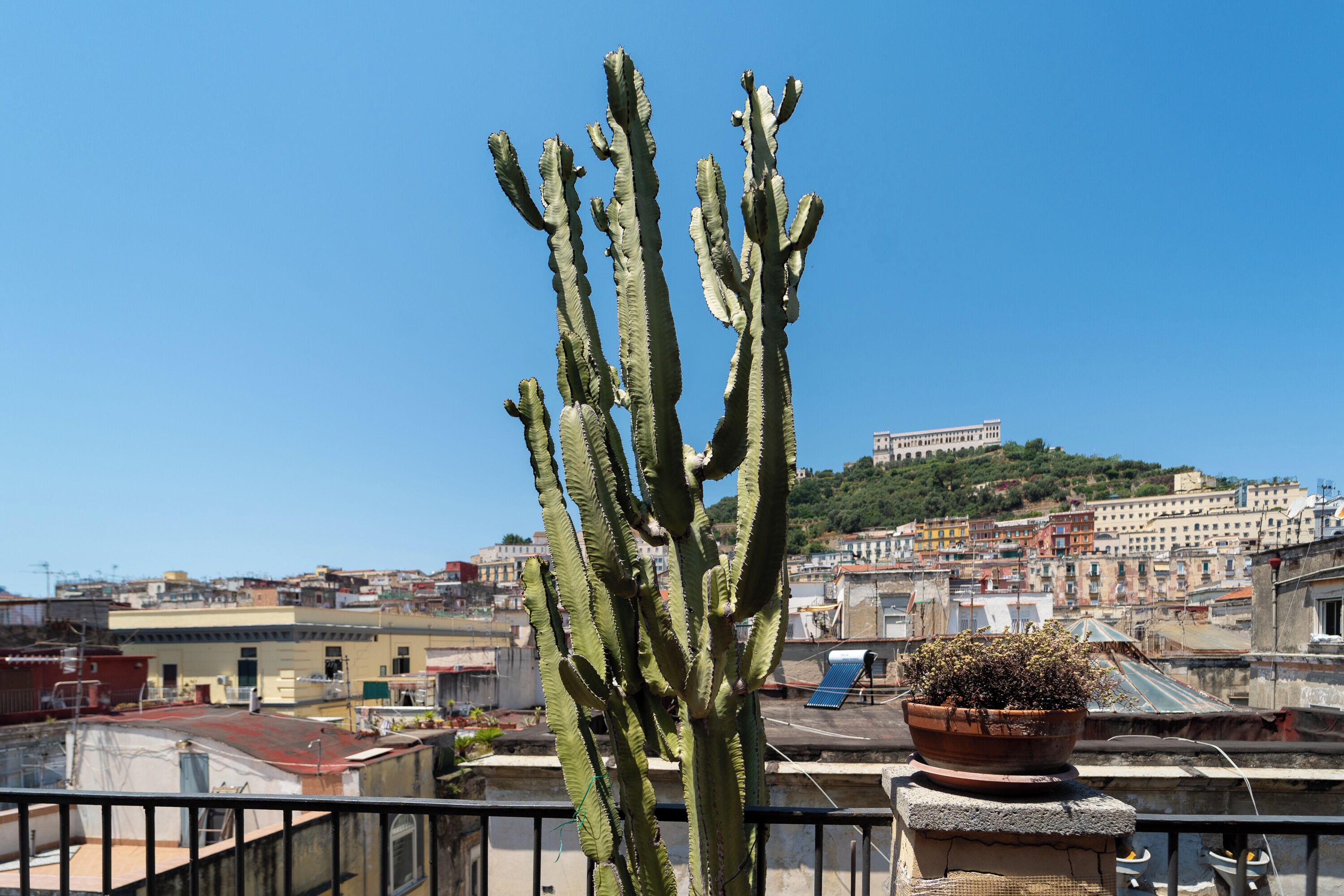 A cactus on a balcony with a cityscape in the background.
