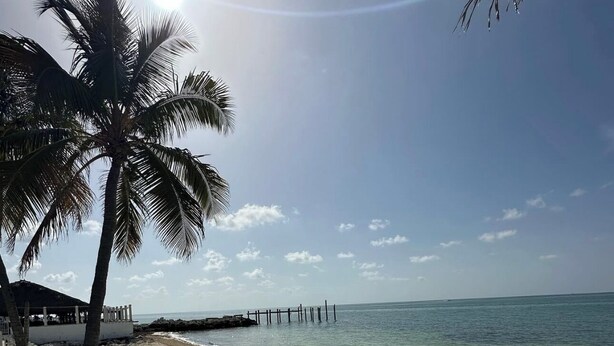 Uma praia com fileiras de cadeiras de praia verdes, uma palmeira e um píer que se estende sobre a água.